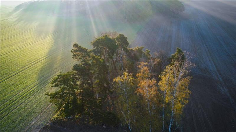 In Deutschland wurde ein Goldschakal erstmals 1997 in Brandenburg nachgewiesen. (Symbolbild)