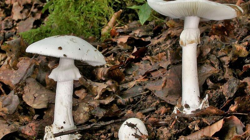 In Essen werden drei Kinder wegen lebensgefährlicher Vergiftung nach Knollenblätterpilz-Verzehr behandelt (Foto Archiv)