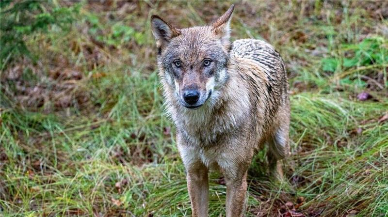 In Flögeln im Landkreis Cuxhaven wurden am Wochenende sieben Schafe gerissen. Foto: Armin Weigel/dpa