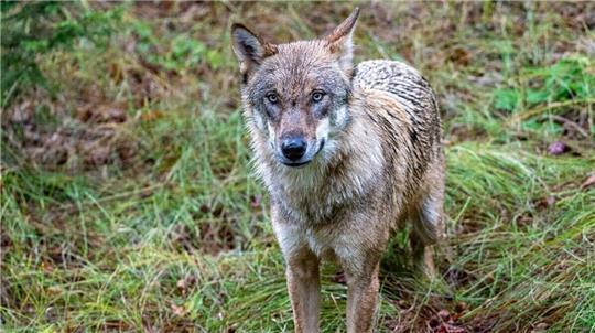 In Flögeln im Landkreis Cuxhaven wurden am Wochenende sieben Schafe gerissen. Foto: Armin Weigel/dpa