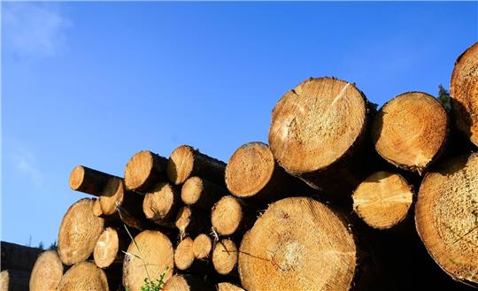 In Fredenbeck lagerte das Eichenholz direk neben den Gleisen der EVB-Strecke. Symbolfoto: dpa