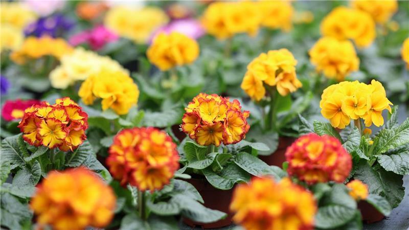 In Gewächshäusern kann man sich schon auf den Frühling freuen. (Archivbild)