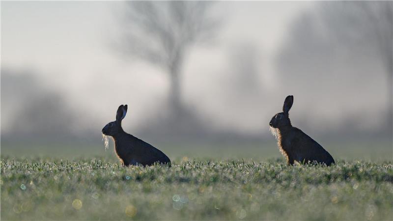 In Hamburg gibt es immer mehr Feldhasen. (Symbolbild)