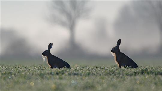 In Hamburg gibt es immer mehr Feldhasen. (Symbolbild)