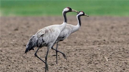 In Hamburg sind drei tote Kraniche mit dem Vogelgrippe-Virus gefunden worden. (Symbolbild)