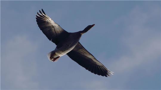 In Hamburg sind viele tote Wildgänse eingesammelt worden, die das Vogelgrippe-Virus in sich trugen. (Symbolbild)