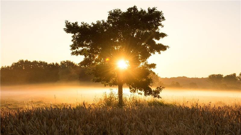 In Hamburg und Schleswig-Holstein wird der Start in das Wochenende trüb, dann kommt am Sonntag die Sonne heraus. (Symbolbild)