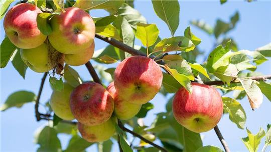 In Hollern-Twielenfleth wurden mehrere Apfelbäume beschädigt