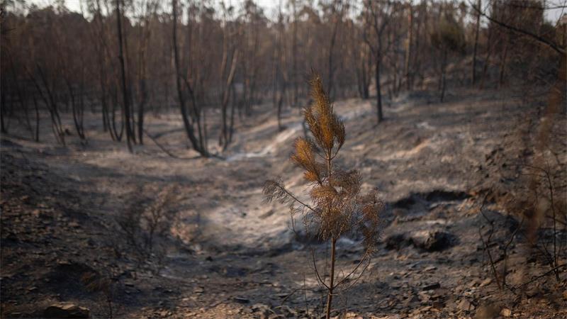 In Huelva hat das Feuer bereits 31.000 Hektar erfasst. (Archivbild)