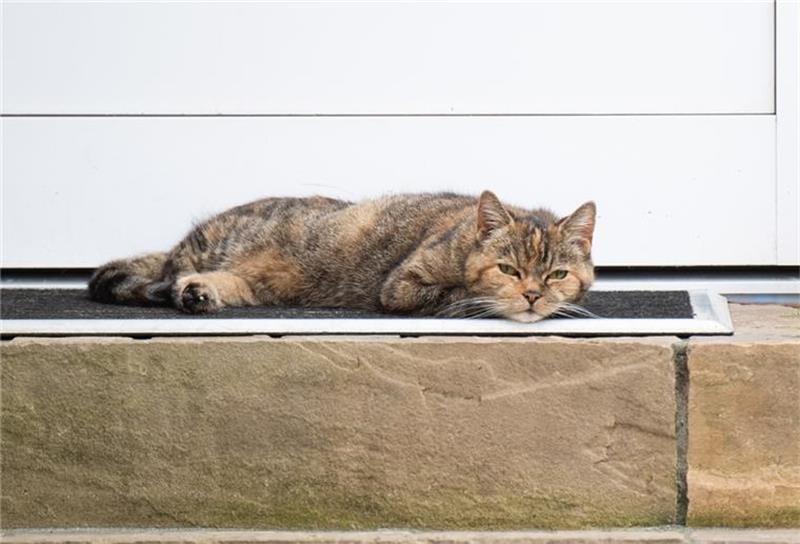 Tierschützer geschockt: Zwei Katzen enthauptet In Imsum sind in fünf Wochen fünf Katzen verschwunden. Bei der abgebildeten Katze handelt es sich um ein Symbolbild. Foto: dpa/Symbolbild