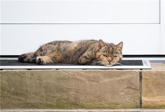 In Imsum sind in fünf Wochen fünf Katzen verschwunden. Bei der abgebildeten Katze handelt es sich um ein Symbolbild. Foto: dpa/Symbolbild