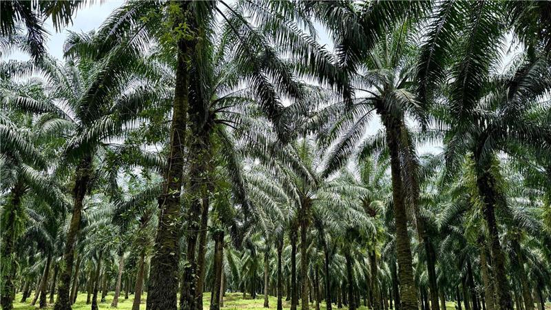 In Indonesien werden riesige Waldgebiete wegen des weltweiten Palmöl-Booms abgeholzt.