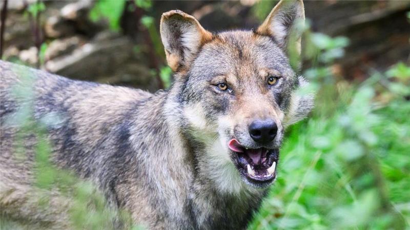 In Italien wurden mehrere Wölfe vermutlich vergiftet. (Symbolbild)