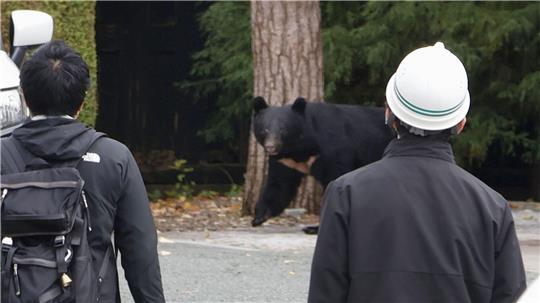 In Japan kommt es seit Jahren vermehrt zu gefährlichen Begegnungen zwischen Bären und Menschen. So wie hier in der Präfektur Iwate. In Fukushima hat nun ein Schwarzbär mehrere Menschen angegriffen. (Archivbild) 