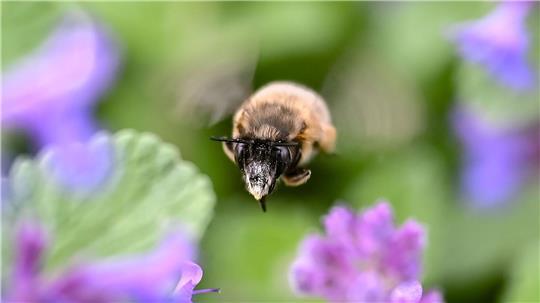 In Karlsruhe fliegt eine Hummel zwischen Blumenblüten umher.