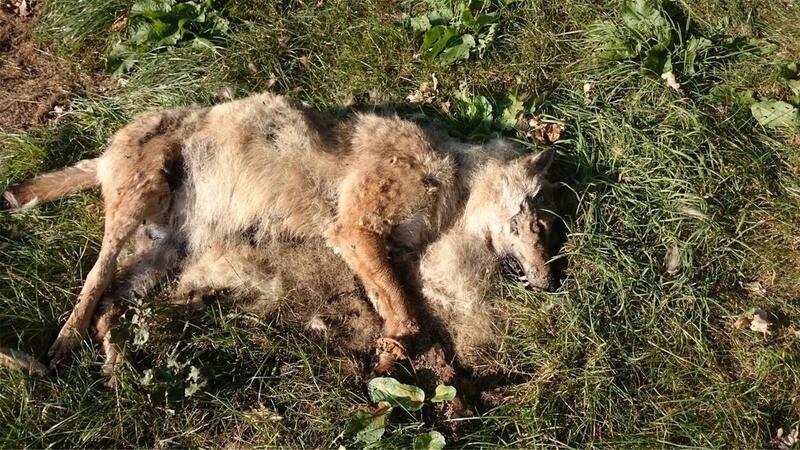 In Köhlen im Landkreis Cuxhaven wurde im September 2016 ein weiblicher Wolf illegal erschossen.