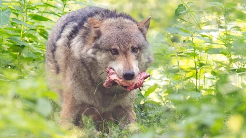 „Fast schon zu spät“: Kreis-Behörde stellt sich dem Wolfsfrust In Kranenburg an der Oste gibt es beinahe täglich Wolfssichtungen.