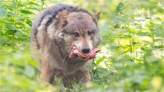 In Kranenburg an der Oste gibt es beinahe täglich Wolfssichtungen.