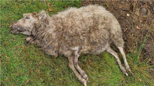 In Lunestedt wurden zwei tote Schafe auf der Weide entdeckt. Dieses Schaf wurde an der Kehle tödlich verletzt. Dem anderen Tier wurde der Bauch aufgerissen.