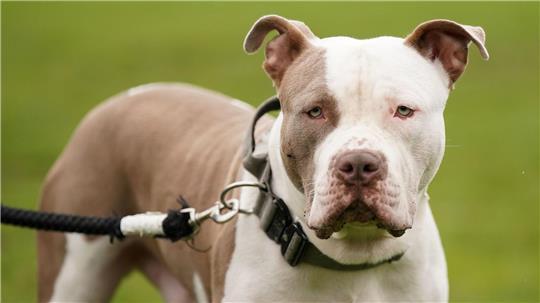In Neu Wulmstorf griff ein Pitbull einen Polizisten an. (Symbolbild)