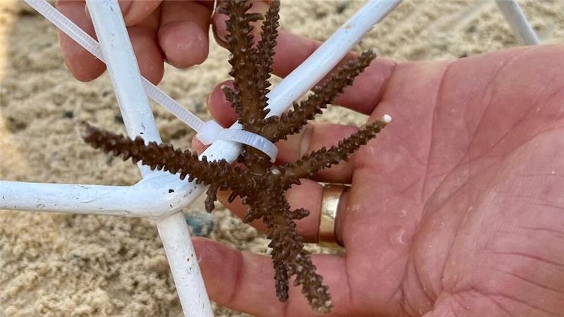 Rettet die Riffe: Projekte gegen das globale Korallensterben In Nha Trang können Touristen lernen, wie Korallen gepflanzt werden.