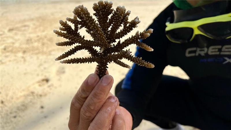 Rettet die Riffe: Projekte gegen das globale Korallensterben In Nha Trang werden vor allem Korallen des Typs Acropora Muricata (Kleinpolypige Steinkoralle) gepflanzt.