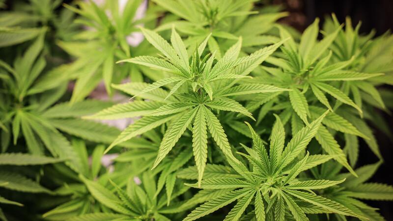 Hunderte gehen nach Cannabis-Legalisierung straffrei aus In Niedersachsen gehen durch das neue Cannabisgesetz zahlreiche Menschen straffrei aus.