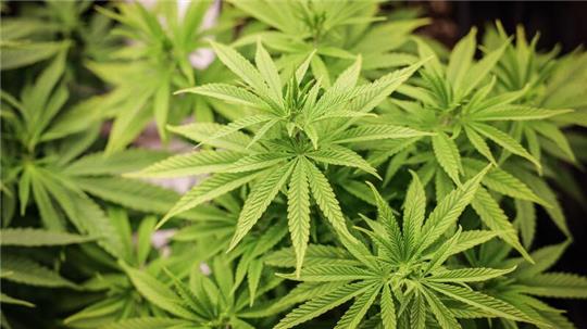 In Niedersachsen gehen durch das neue Cannabisgesetz zahlreiche Menschen straffrei aus. 