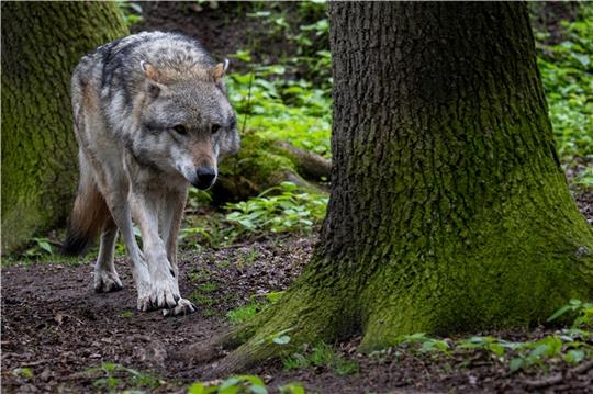 In Niedersachsen gibt es 49 Wolfsrudel und insgesamt rund 500 Tiere. Foto: dpa