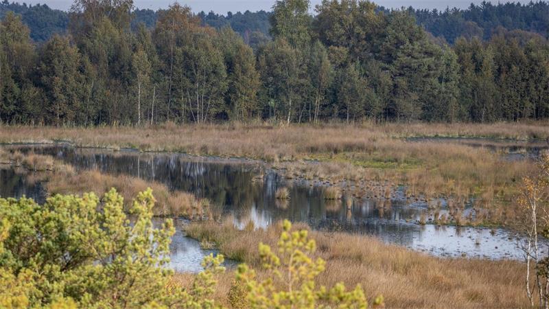 „Ich mag das Raue“ - Wie diese Frauen Moore retten sollen In Niedersachsen gibt es bundesweit die meisten Hochmoorflächen.