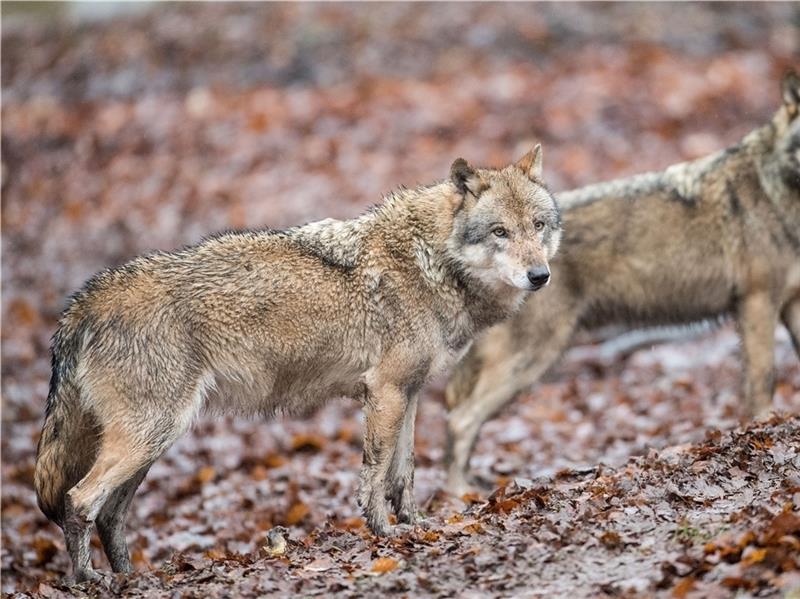 In Niedersachsen gibt es derzeit 20 Wolfsrudel. Die Tendenz ist steigend.