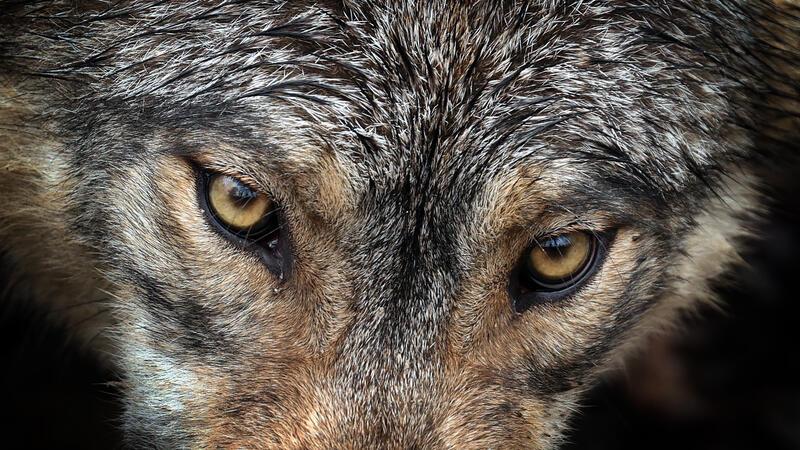 Wie der Wolf die Landwirtschaft verändert: Experten sprechen Klartext In Niedersachsen gibt es inzwischen nach Schätzungen des offiziellen Wolfsmonitoring über 500 Wölfe.