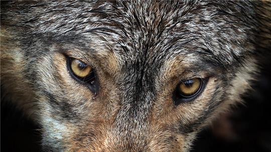 In Niedersachsen gibt es inzwischen nach Schätzungen des offiziellen Wolfsmonitoring über 500 Wölfe.