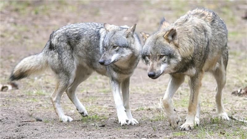 In Niedersachsen gibt es inzwischen rund 600 Wölfe. Ende 2024 gab es in Niedersachsen insgesamt 63 Wolfsterritorien: 56 Wolfsrudel, vier Wolfspaare und drei residente Einzelwölfe.