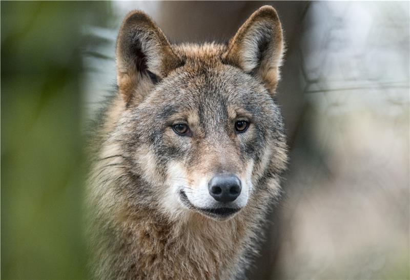In Niedersachsen gibt es laut Beobachtungen der Landesjägerschaft mehr als 400 Wölfe – die ersten wurden 2010 gesichtet. Foto: dpa