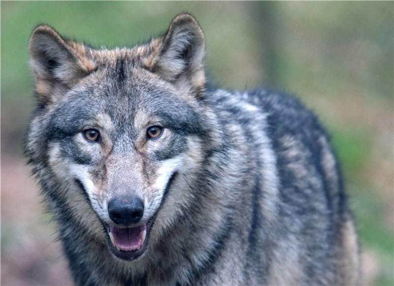 In Niedersachsen gibt es seit 2011 ortstreue Wölfe . Seitdem haben sich 39 Rudel gebildet. Foto: dpa
