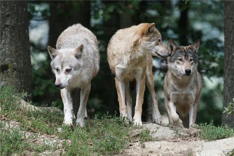 In Niedersachsen gibt es seit 2011 wieder ortstreue Wölfe. Foto: PIxabay.de