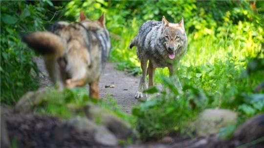 In Niedersachsen gibt es zwischen 500 und 600 Wölfe - mehr als in Schweden und Norwegen zusammen.