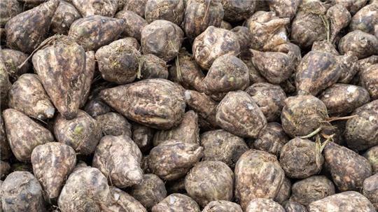 In Niedersachsen ist die Zuckerrübenernte abgeschlossen. (Archivbild)