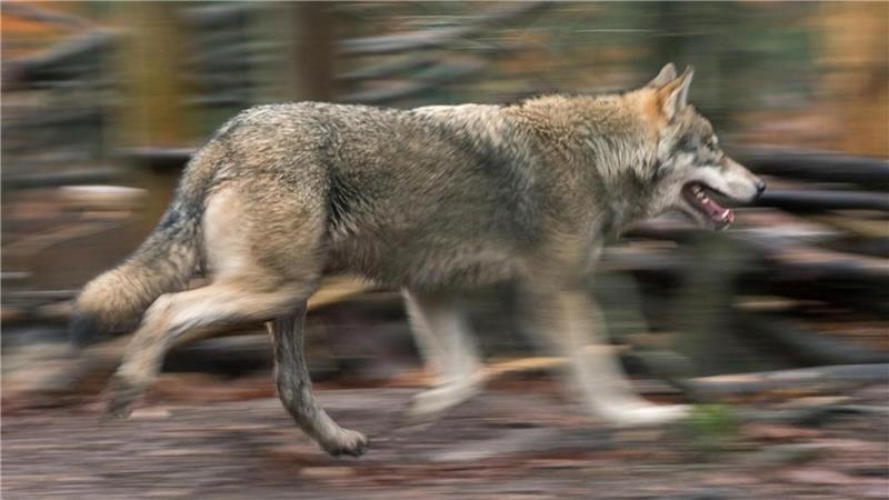 Auto erfasst Wolf auf A27 – längst kein Einzelfall in der Region In Niedersachsen kommen jedes Jahr Dutzende Wölfe bei Verkehrsunfällen ums Leben.