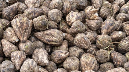 In Niedersachsen läuft die Zuckerrübenernte. (Archivbild)