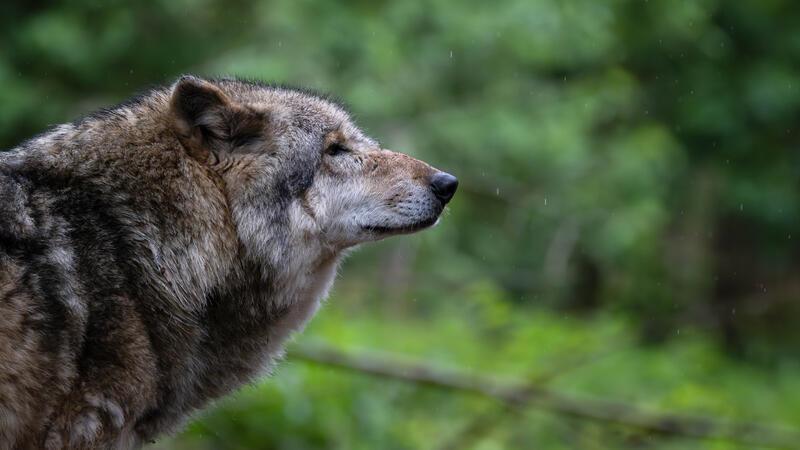 Wolf, Elbe Kliniken und Hochwasser: Das sagen CDU-Landräte zu brisanten Themen In Niedersachsen leben aktuell mehr als 550 Wölfe.