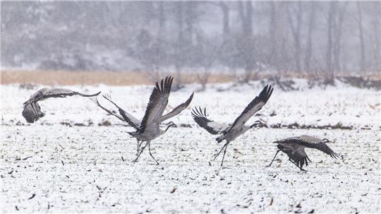 In Niedersachsen sind Kraniche zu beobachten.