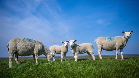 In Niedersachsen stecken sich immer mehr Schafe mit der Blauzungenkrankheit an. (Symbolbild)