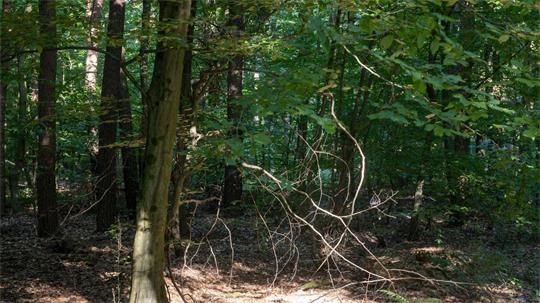 In Niedersachsen steigt die Waldbrandgefahr. (Symbolbild)