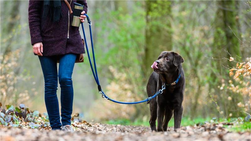 In Niedersachsen und Bremen gilt bald wieder Leinenpflicht für Hunde. (Symbolbild)