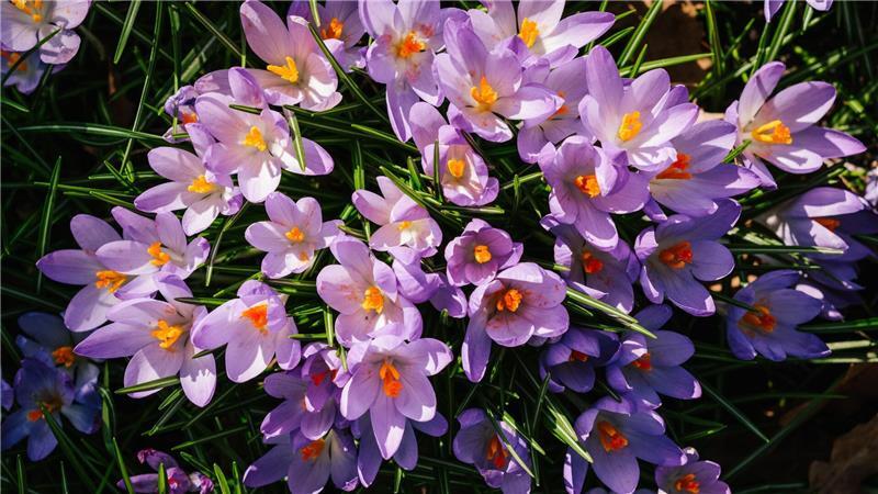 In Niedersachsen und Bremen werden milde Temperaturen erwartet - der Frühling naht. (Archivbild) 
