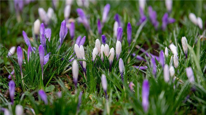 In Niedersachsen und Bremen wird es in den kommenden Tagen frühlingshaft. (Symbolbild)