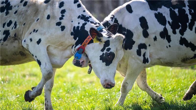 In Niedersachsen werden rund 780.000 Milchkühe gehalten.