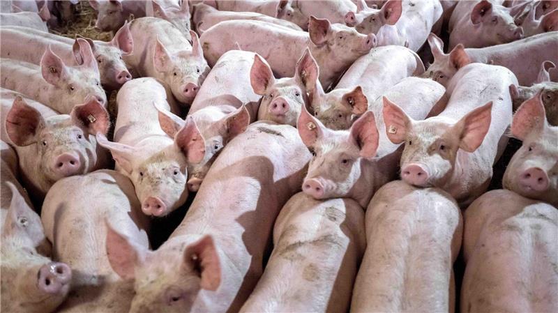 Schweinebestände in Niedersachsen zurückgegangen In Niedersachsen werden weniger Schweine gehalten.